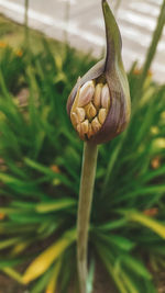 Close-up of bud on plant