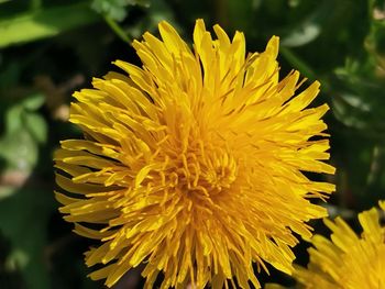 Close-up of yellow flowering plant