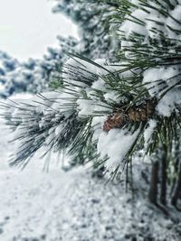 Close-up of snow covered pine tree