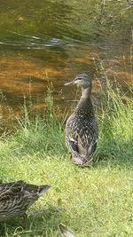 View of a bird on lakeshore