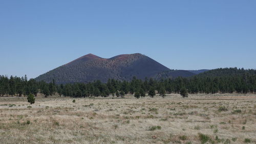 Scenic view of field against clear blue sky