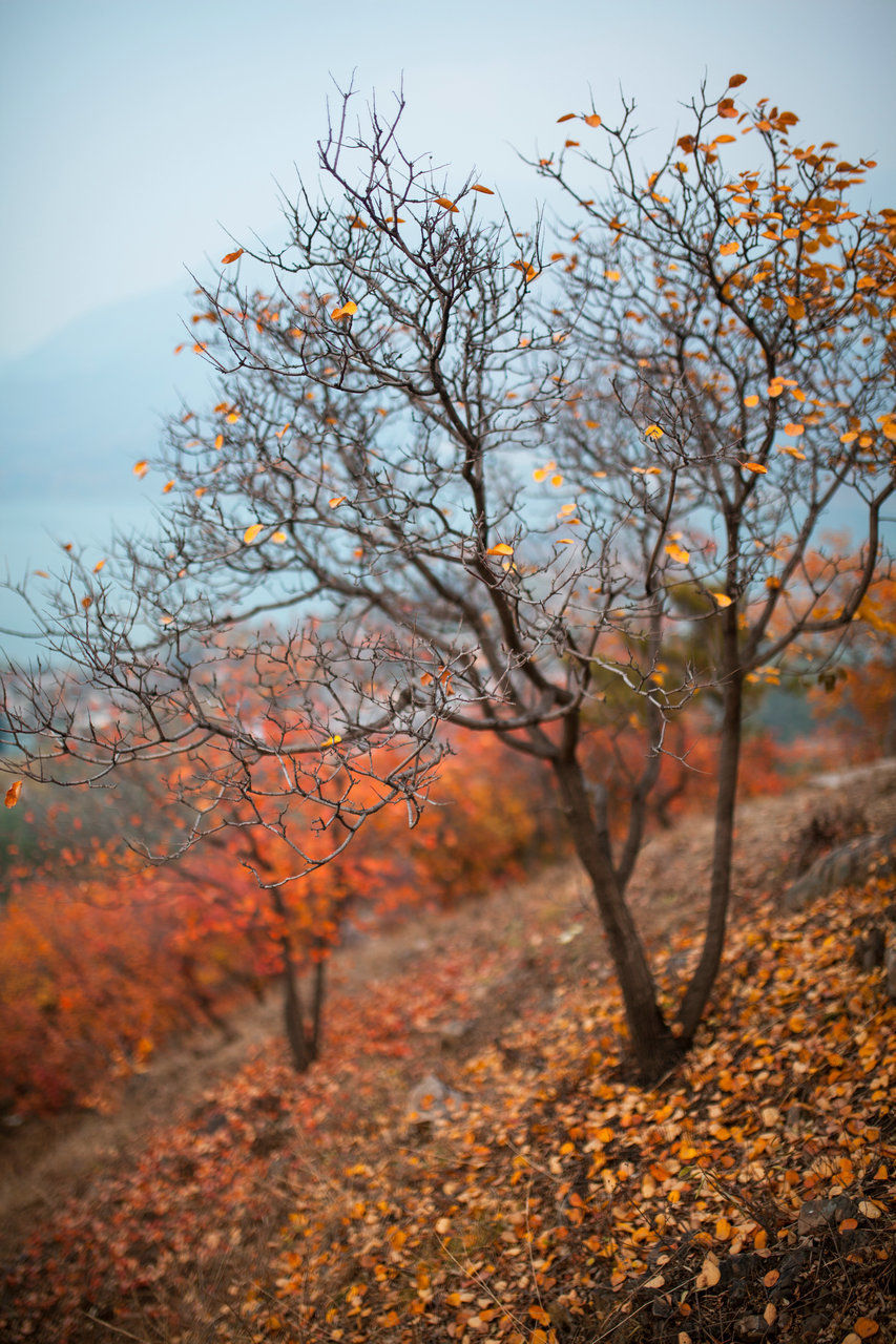 tree, autumn, plant, change, orange color, nature, beauty in nature, branch, no people, tranquility, day, sky, land, focus on foreground, outdoors, growth, tranquil scene, scenics - nature, non-urban scene, landscape, autumn collection, fall