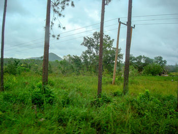 Trees and plants on land against sky