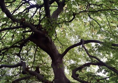 Low angle view of tree