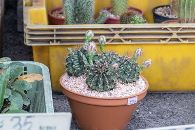 High angle view of potted plants