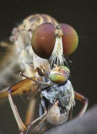 Close-up of insect