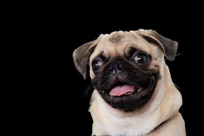 Close-up portrait of a dog over black background