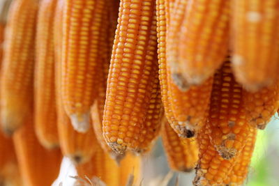 Close-up of corn