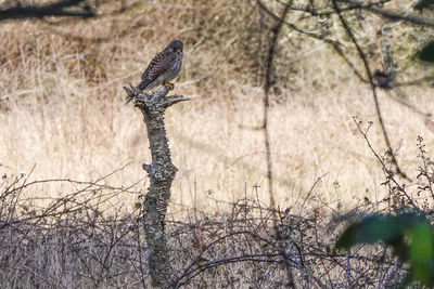 Bird perching on a tree