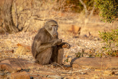 Lion sitting on dry tree