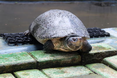 Close-up of a turtle