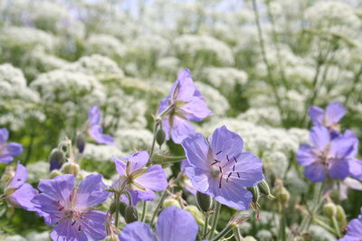 Close-up of purple flowering plants on field