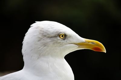 Close-up of seagull