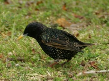 Close-up of bird on grass