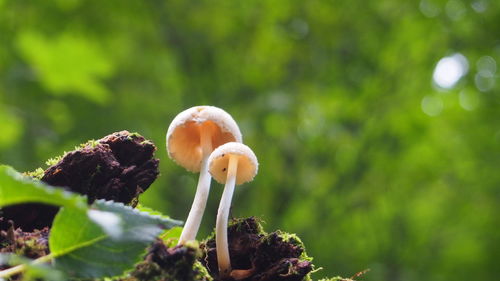 Close-up of mushroom growing outdoors