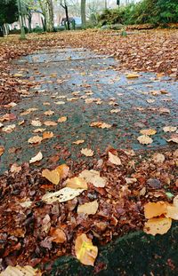 Close-up of dry leaves fallen on water during autumn
