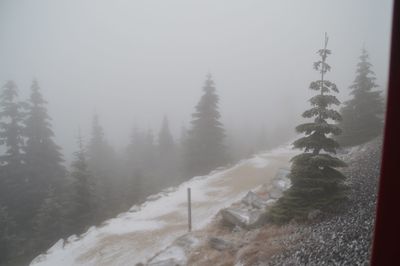 Pine trees on snow covered mountain against sky