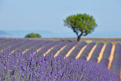 Purple flowering plants on field against sky