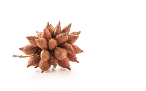 High angle view of plant against white background