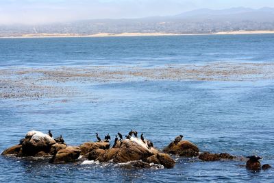 Sealife of the monterey bay
