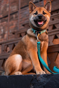 Portrait of dog sitting outdoors