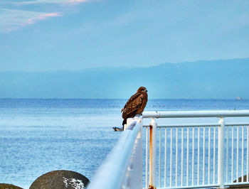 Seagull perching on railing against sea