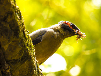 Low angle view of bird with prey perching on rock