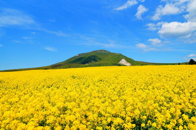 Scenic view of oilseed rape field against blue sky