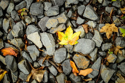 High angle view of autumn leaves on ground