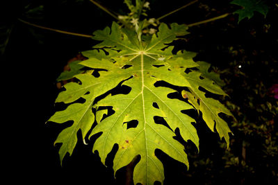 Close-up of leaves on plant