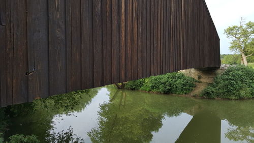 Reflection of trees in water