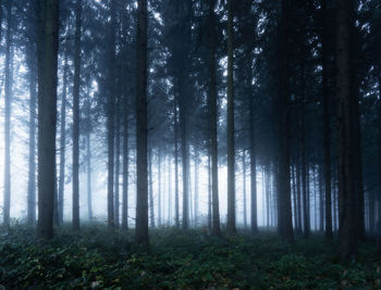 Trees in forest