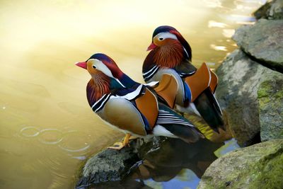 Ducks swimming in lake