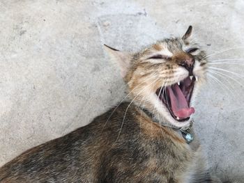 View of cat yawning