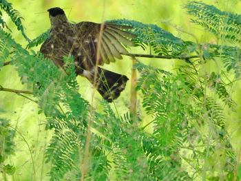 Close-up of bird on plant