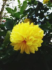 Close-up of yellow flowering plant