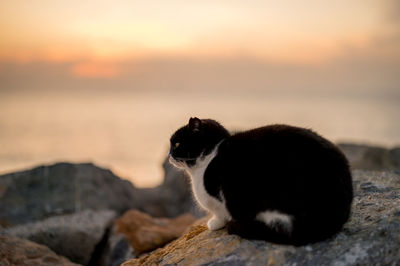 Close-up of cat on rock against sky during sunset