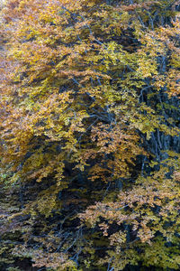 High angle view of water flowing on land during autumn