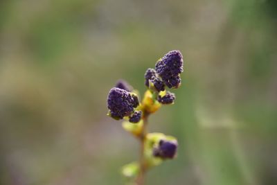 Close-up of purple flower buds