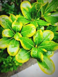Close-up of fresh green plant