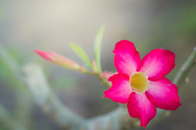 Close-up of pink flowering plant