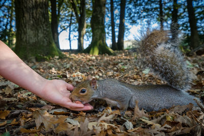 Squirrel in a forest