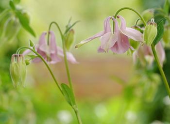 Close-up of flowers