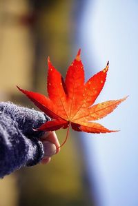 Close-up of hand holding maple leaf during autumn