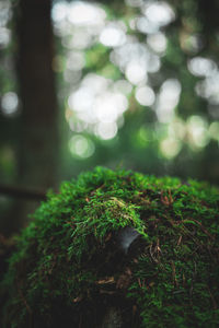 Close-up of moss growing on field