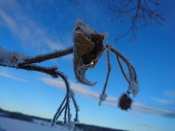 Close-up of frozen plant against sky