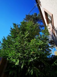 Low angle view of trees and plants against sky