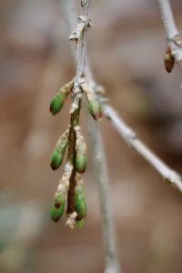 Close-up of plant