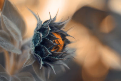 Close-up of sunflower bud