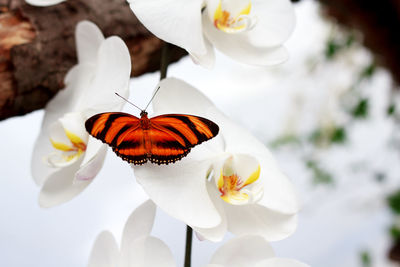 Close-up of a butterfly on a white orchid blossom 